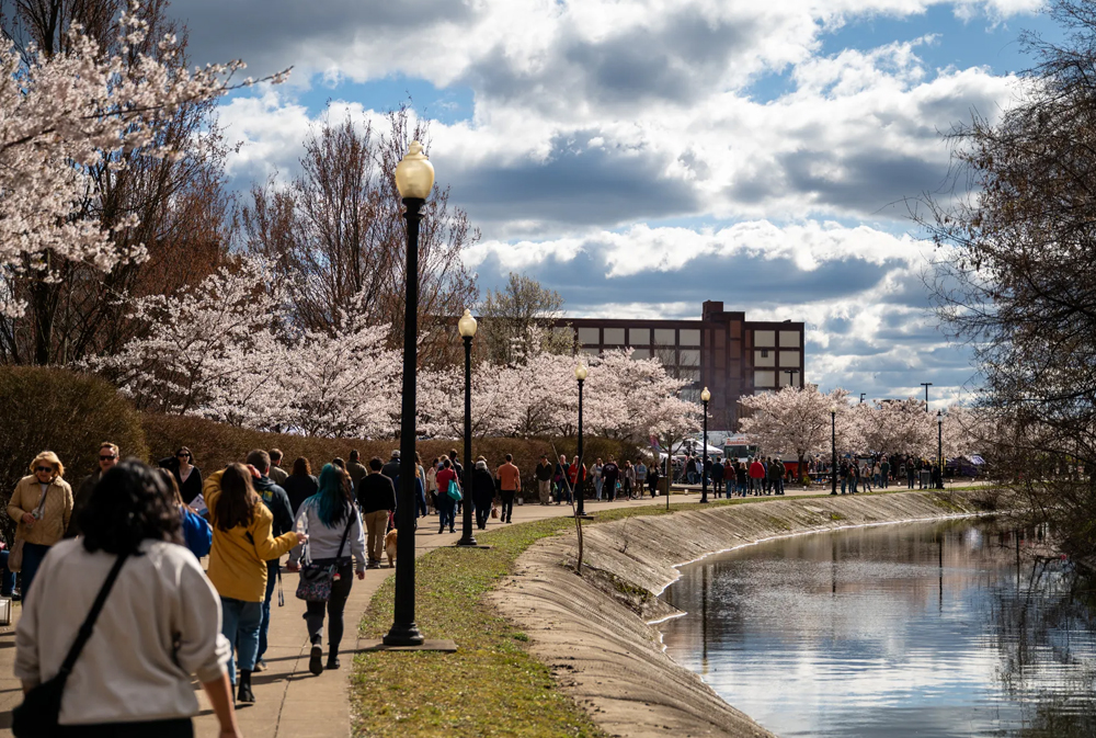 Akron Sakura tree blossom festival